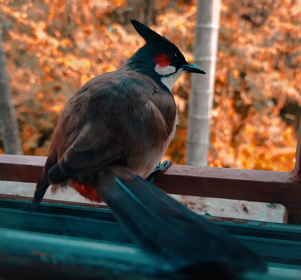The Woodpecker