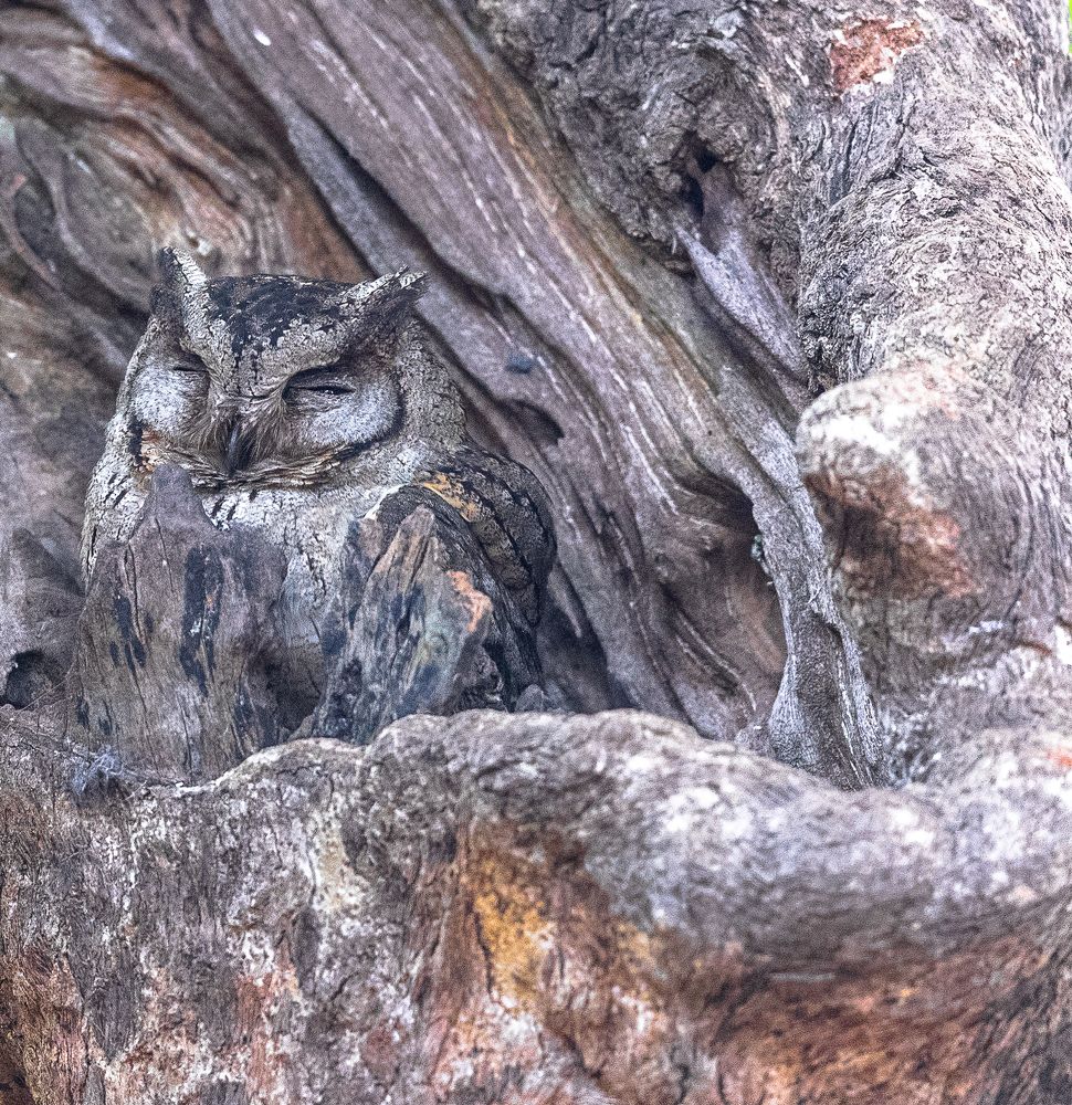 Фотография автора Rajharsha Narayanswamy