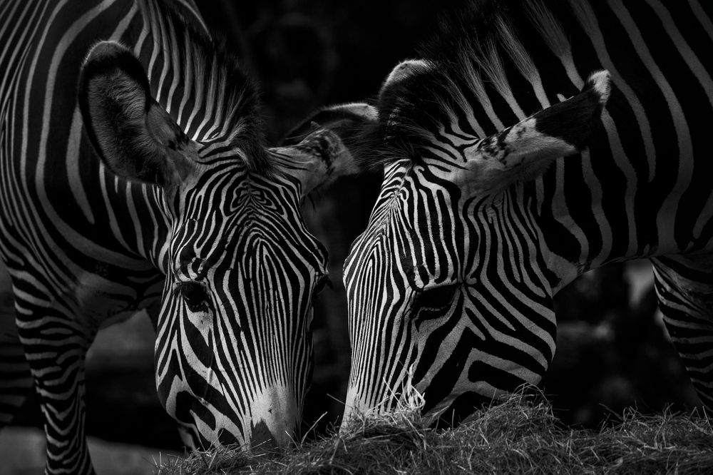 Photograph by TWEE LIANG WONG