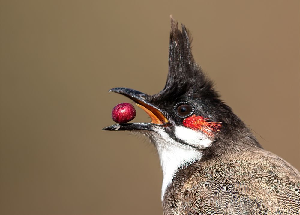 Фотография автора Rajharsha Narayanswamy