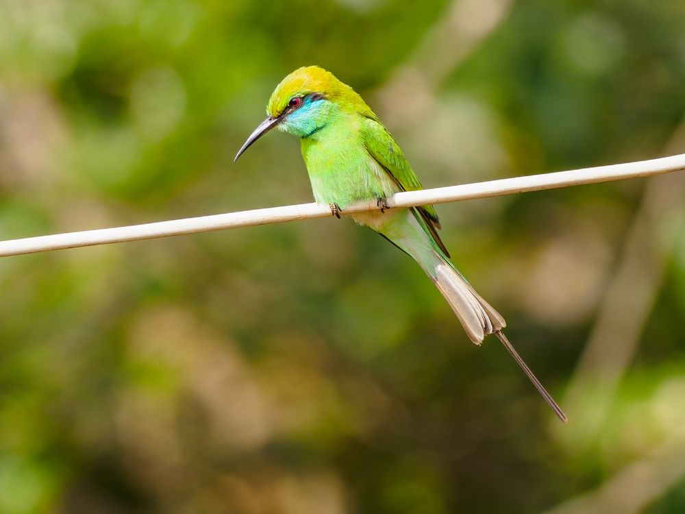 Photograph by Venkat Mangudi
