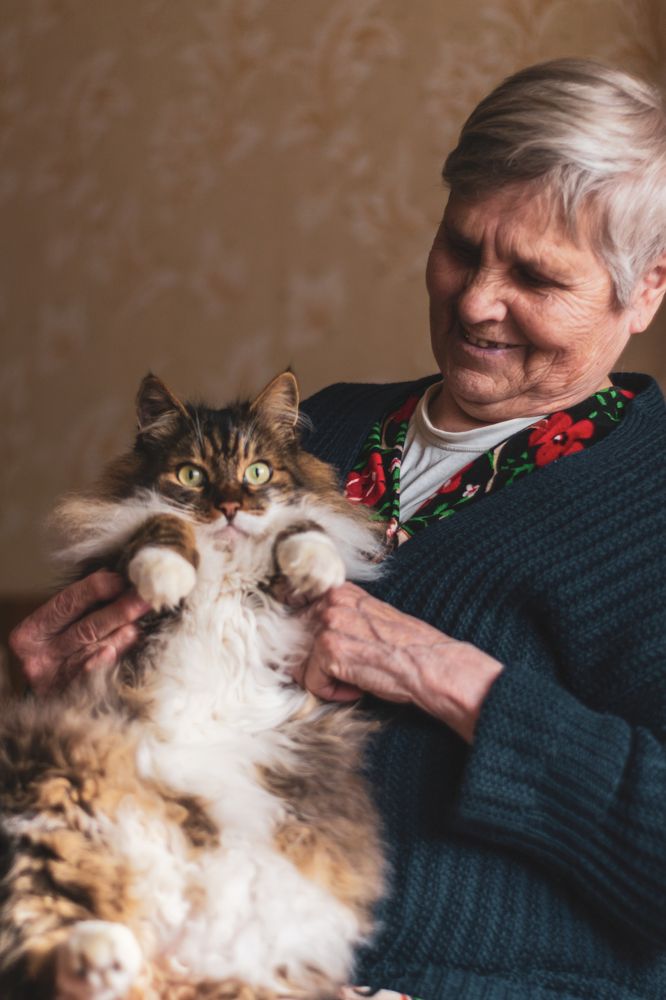 кот по имени мурчк