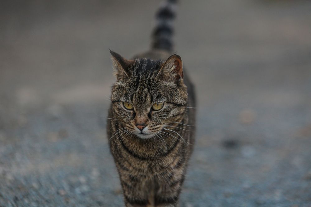 Photograph by Родион Шелупайко