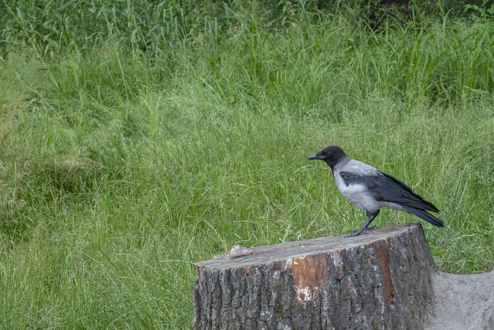 Photograph by Максим Умеренников