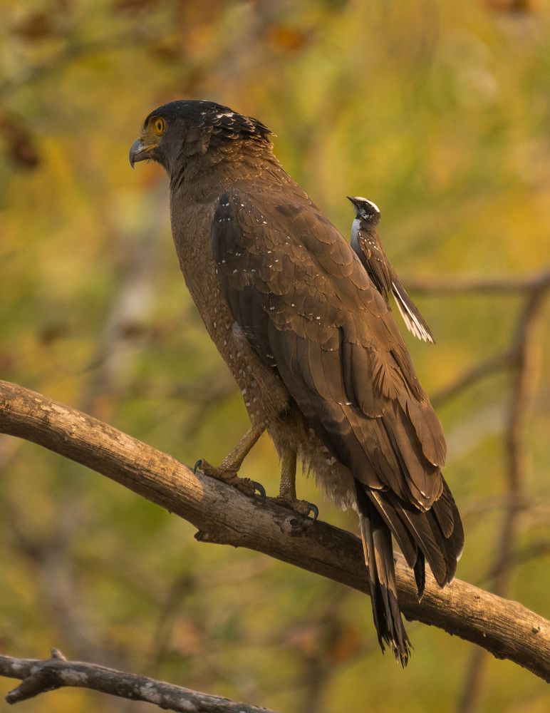 Photograph by Gajendra Bawane