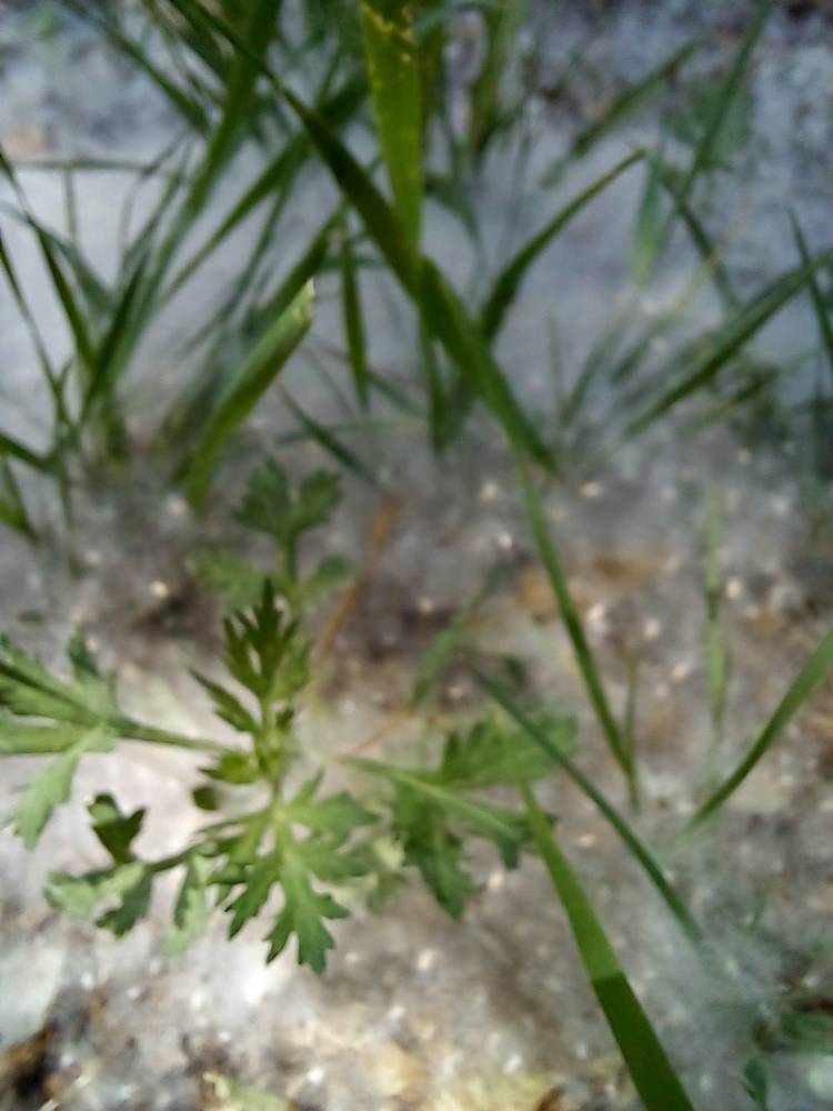 Тополиный пух, жара, июль....