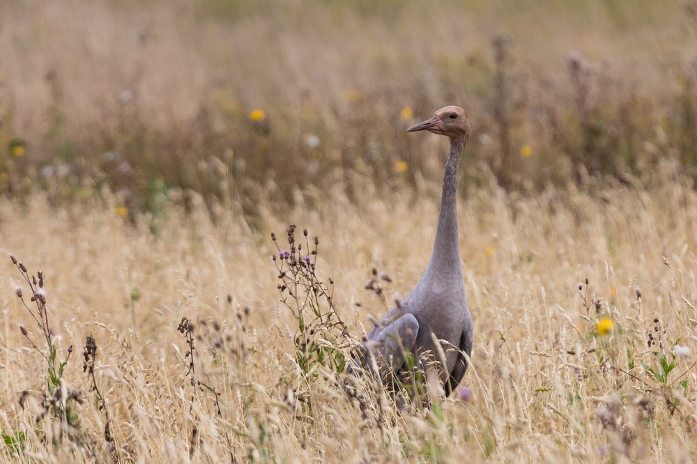 Juvenile common crane