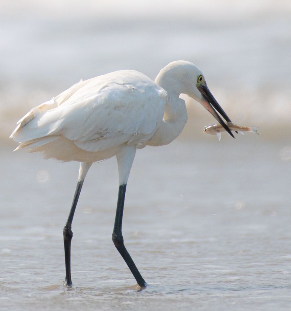 Photograph by Joydeep Pal