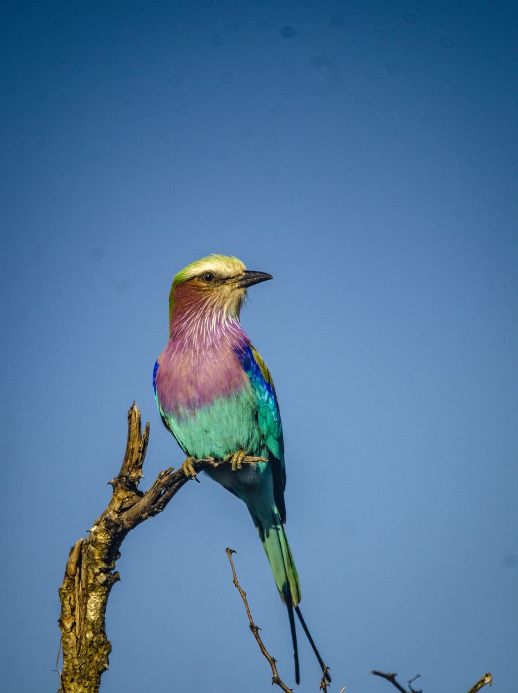 Фотография автора Thomas Ndobe