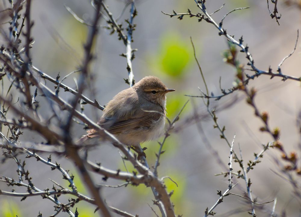 Photograph by Михаил Бирюков
