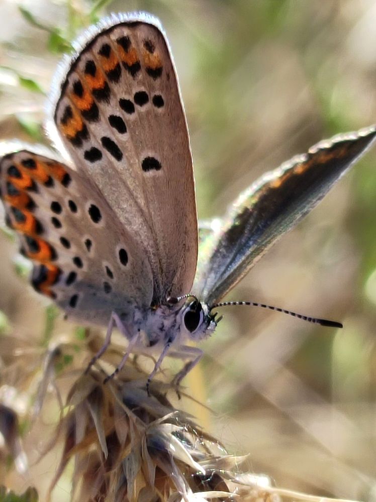Photograph by Надежда Батракова