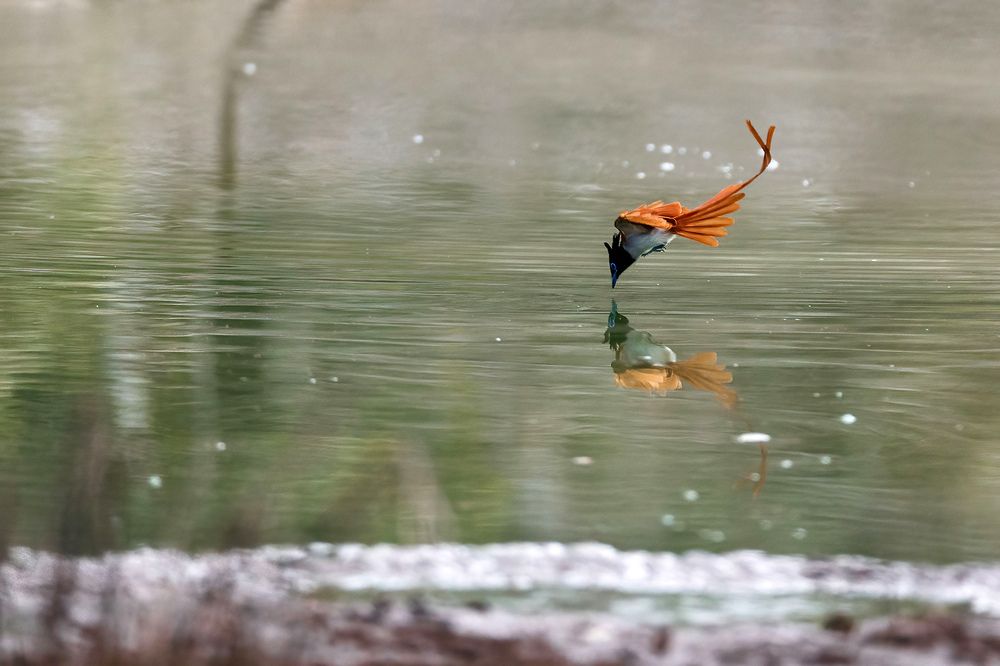 Photograph by Umesh Ranasinghe