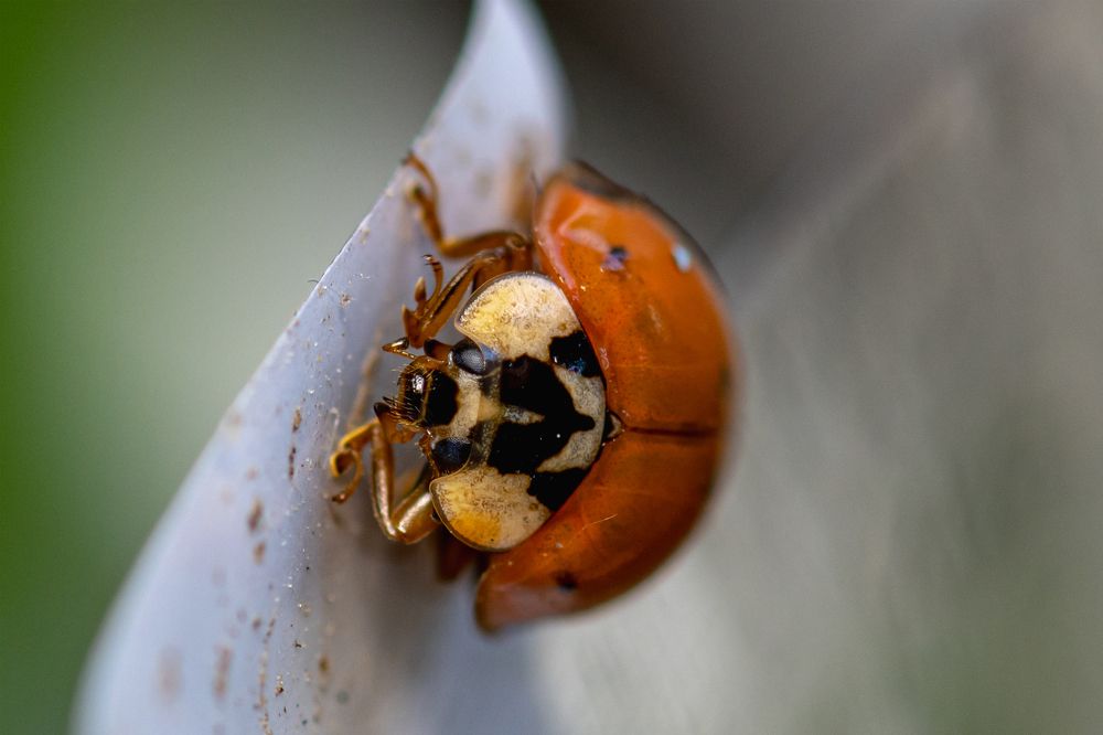 Photograph by Алексей Мазниченко