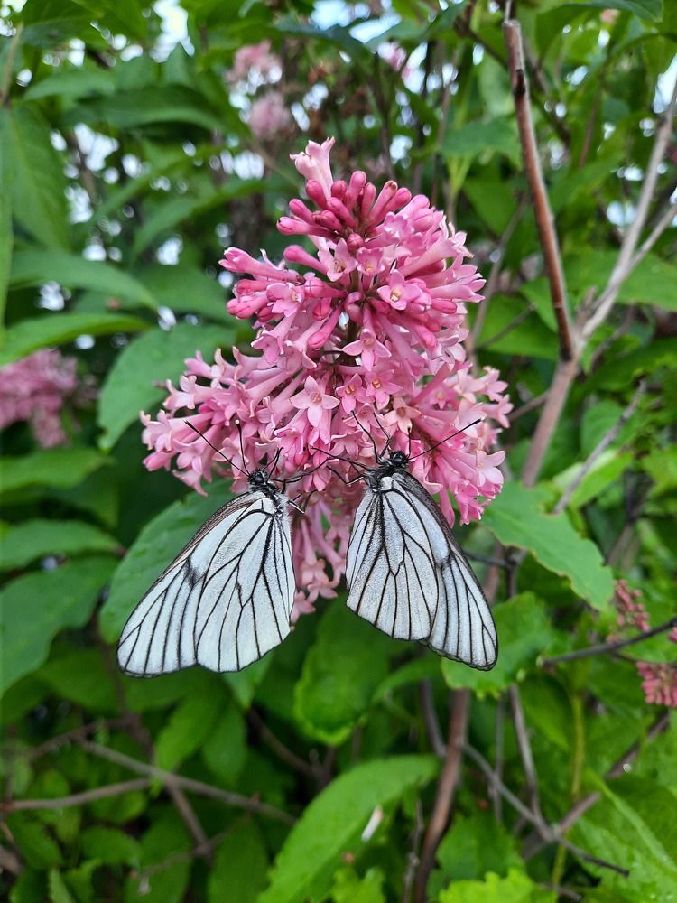 Photograph by Людмила Е.