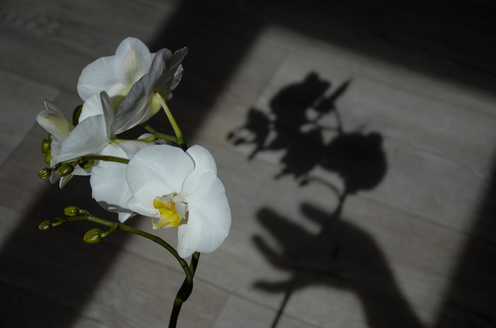 Photograph by Елена Сырцева