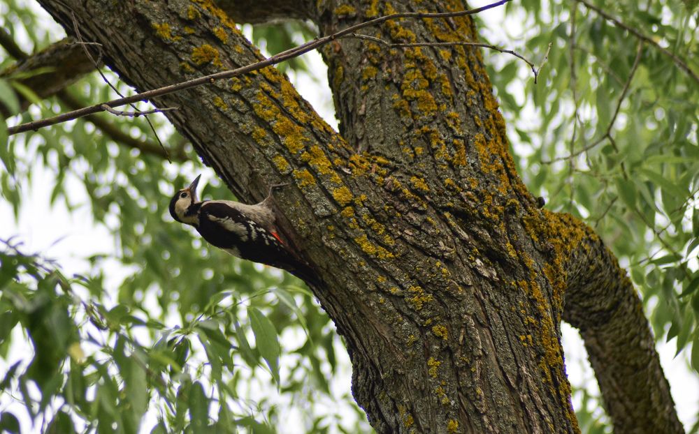 Photograph by Елена Сырцева