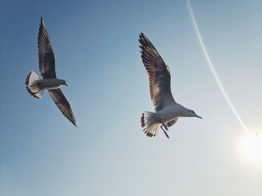 Photograph by Sam Johnraj