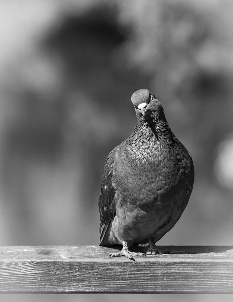 Photograph by Сергей Басов