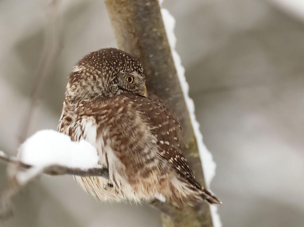 Фотография автора Mikhail Mikhaylov