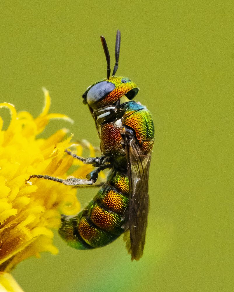 Photograph by Kushal Sharma