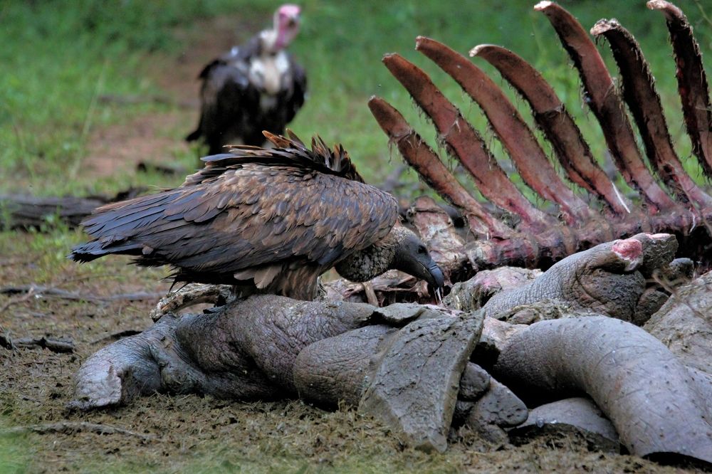 Photograph by Erna Muller