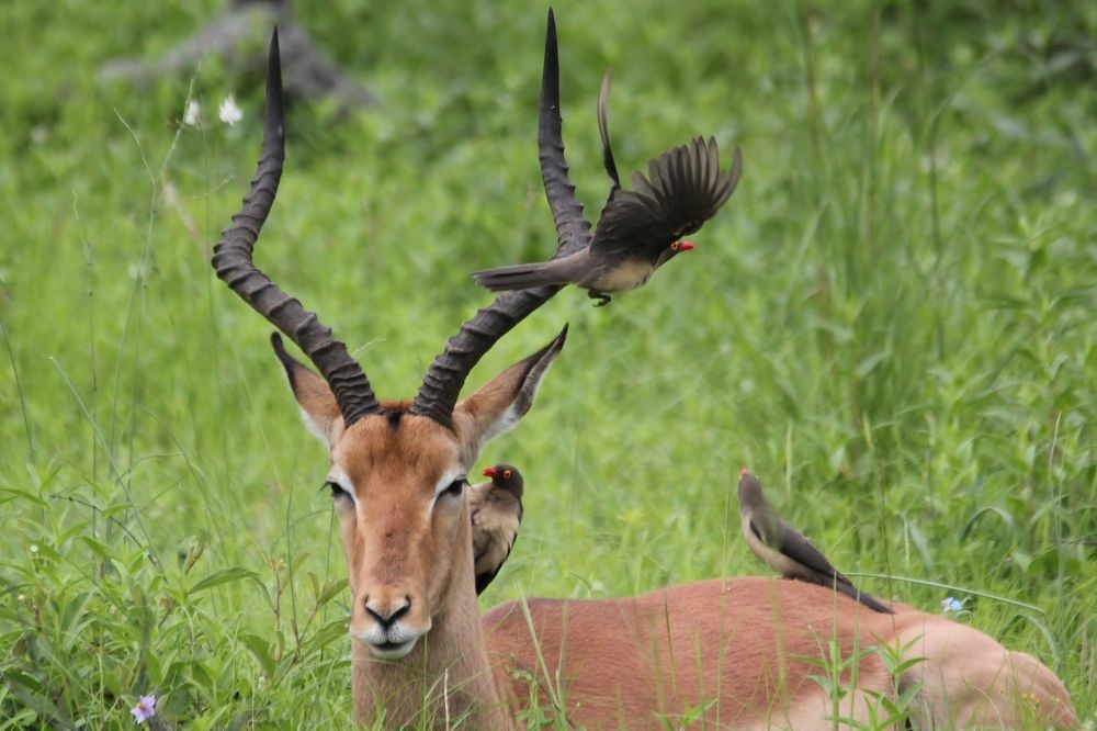 Red Billed Oxpeckers