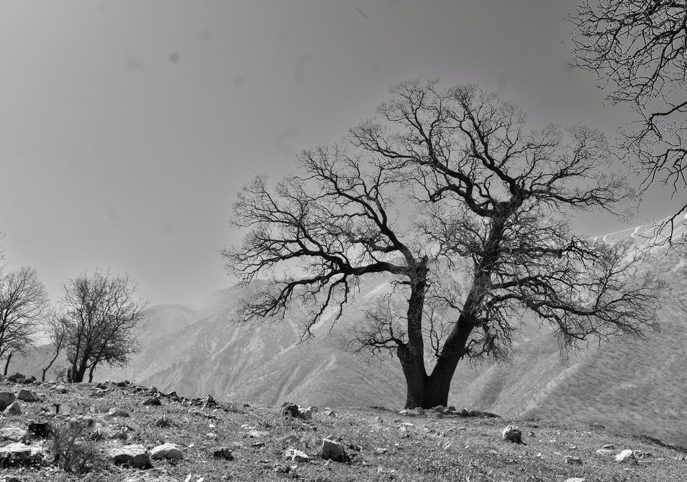 Фотография автора kazem kakaei