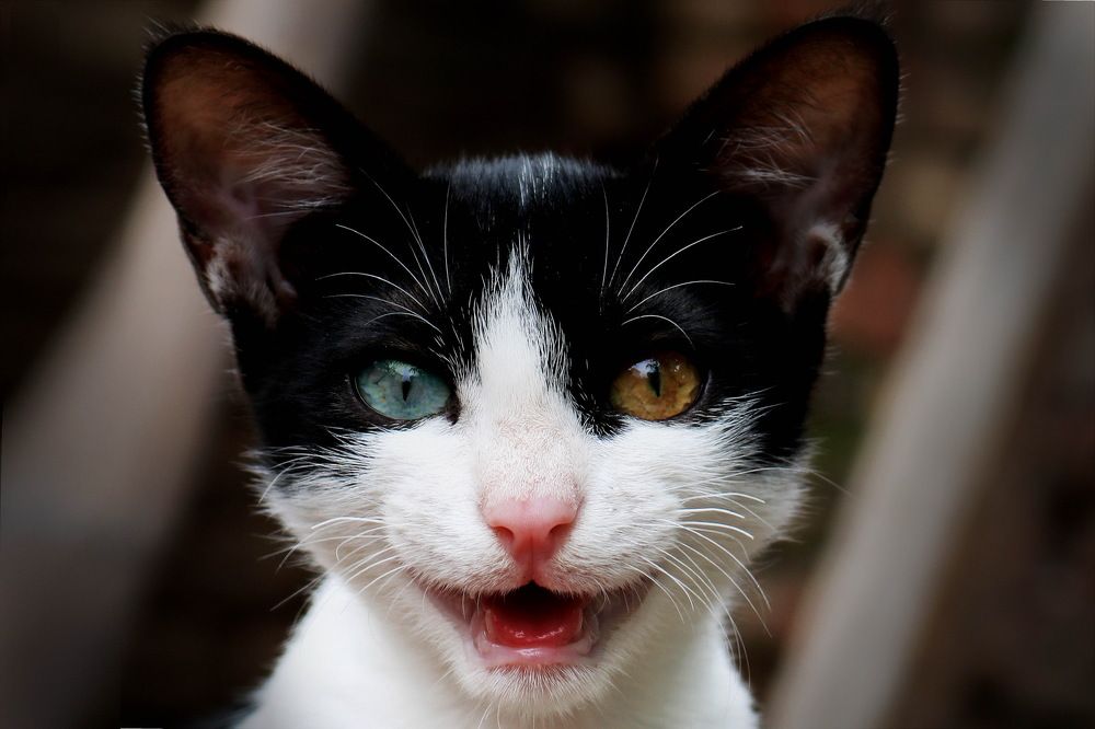 Photograph by Muhammad Faraz