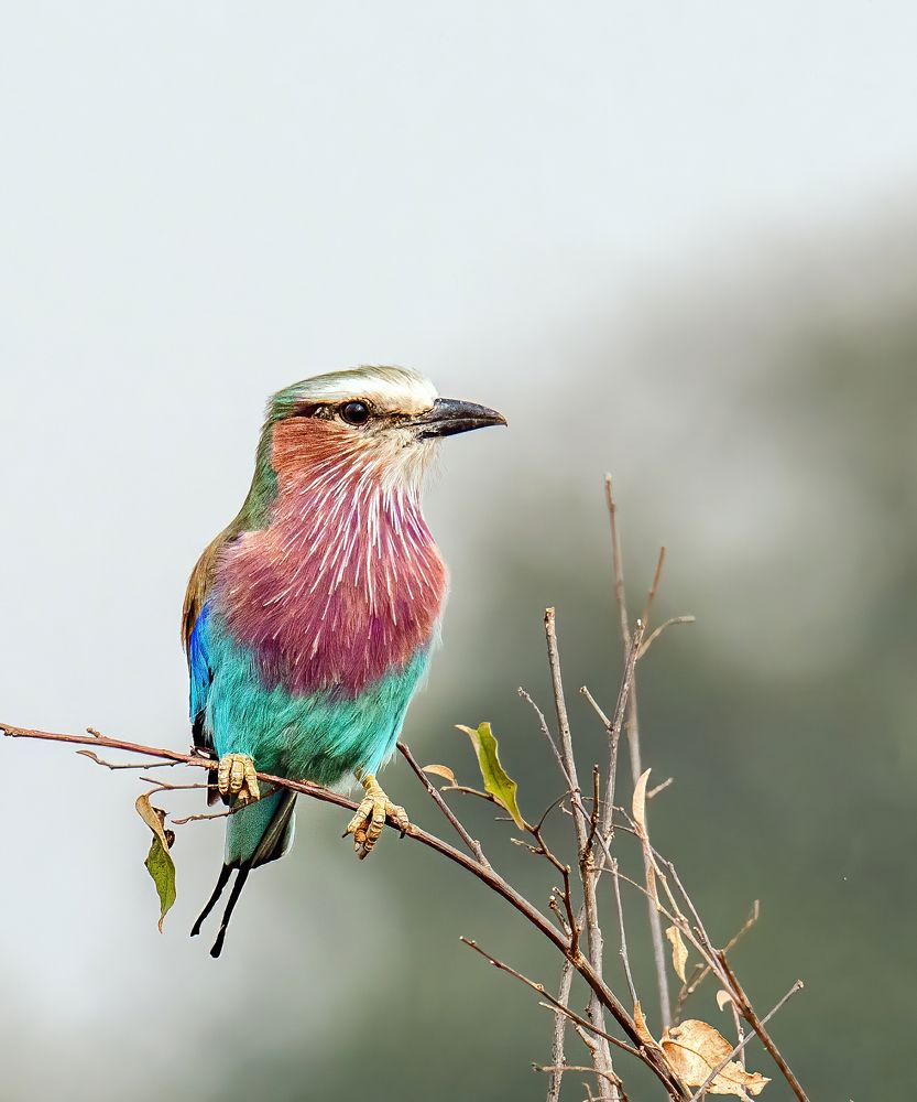 Lilac Breasted Roller