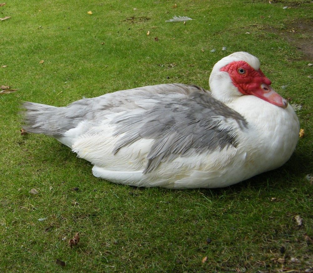 Photograph by Раиса Ламли