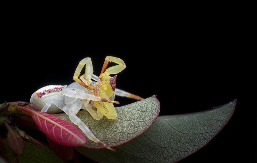 Crab spider with kill