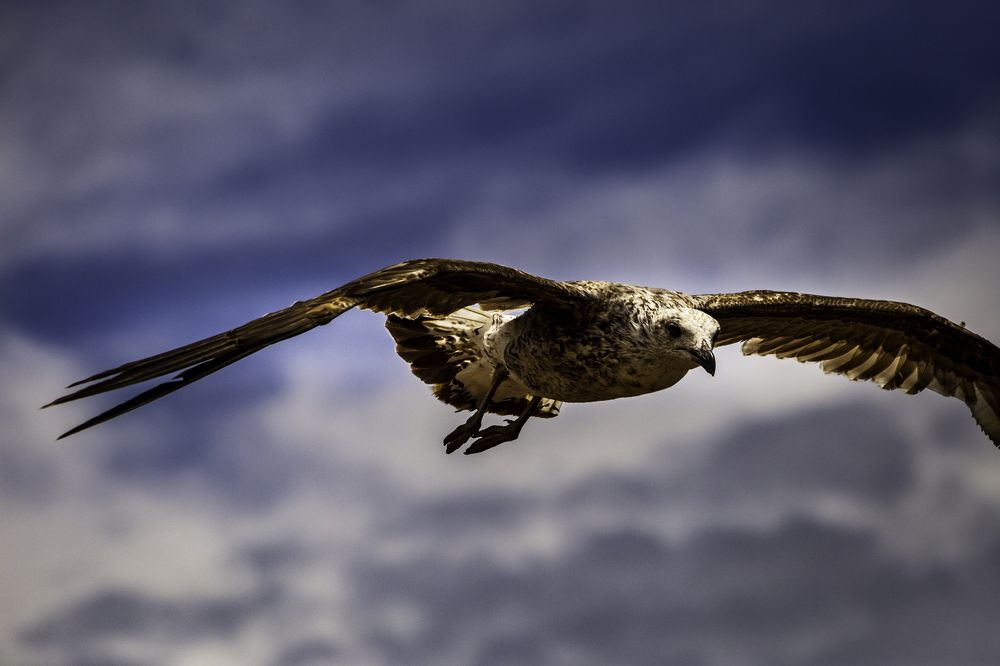 Фотография автора Andrej Levius