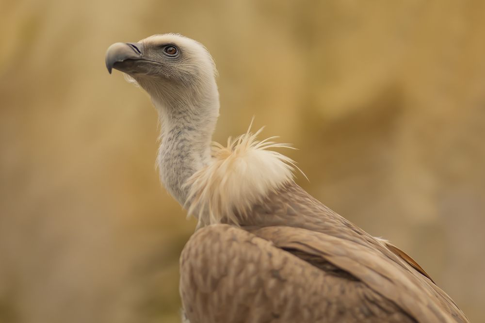 Photograph by Adi Kronkop