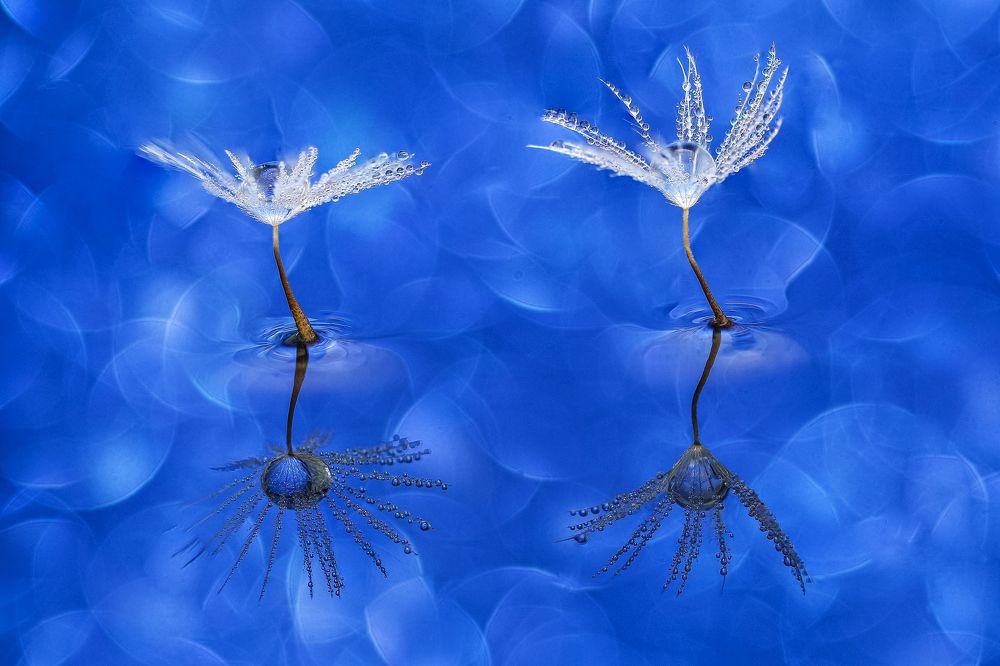 Photograph by António Manuel de Pereira