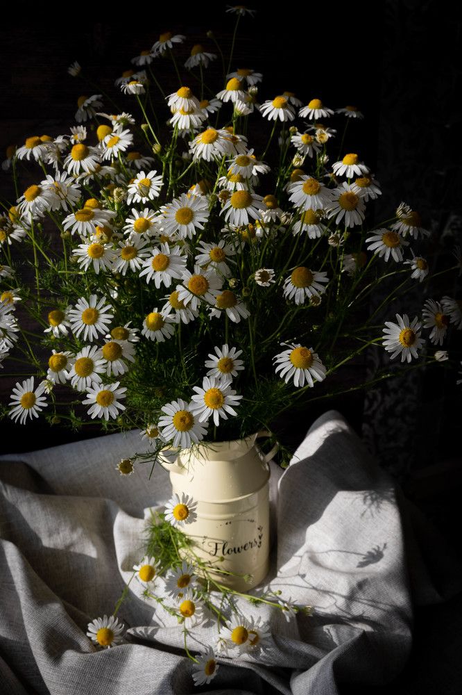 Фотография автора Оксана Белозерская