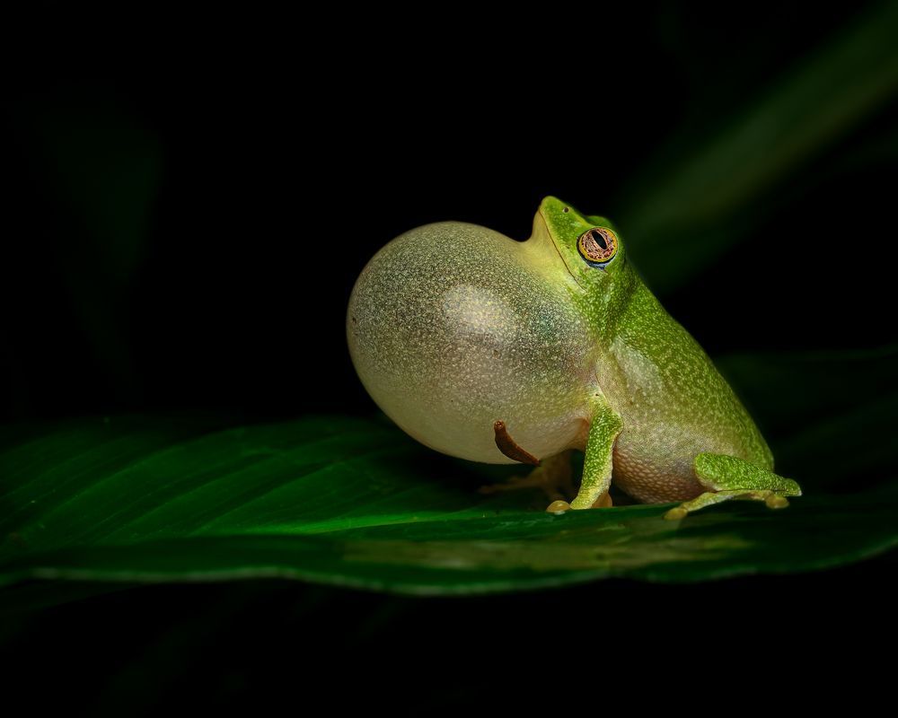 Raorchestes jayarami