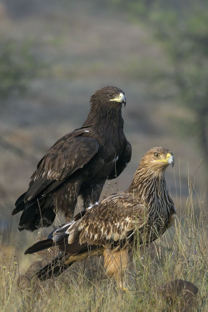 Photograph by Amol Kale