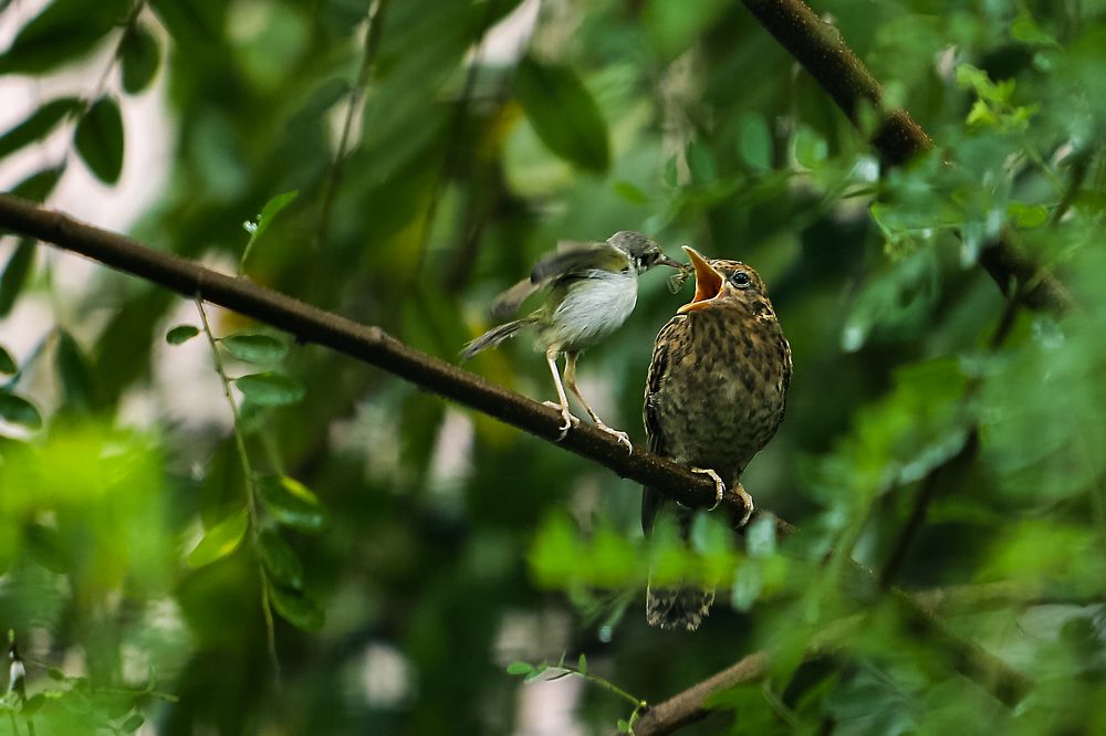 Photograph by Tun lin soe