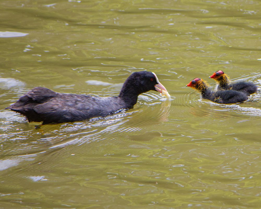 Photograph by Сергей Маркелов
