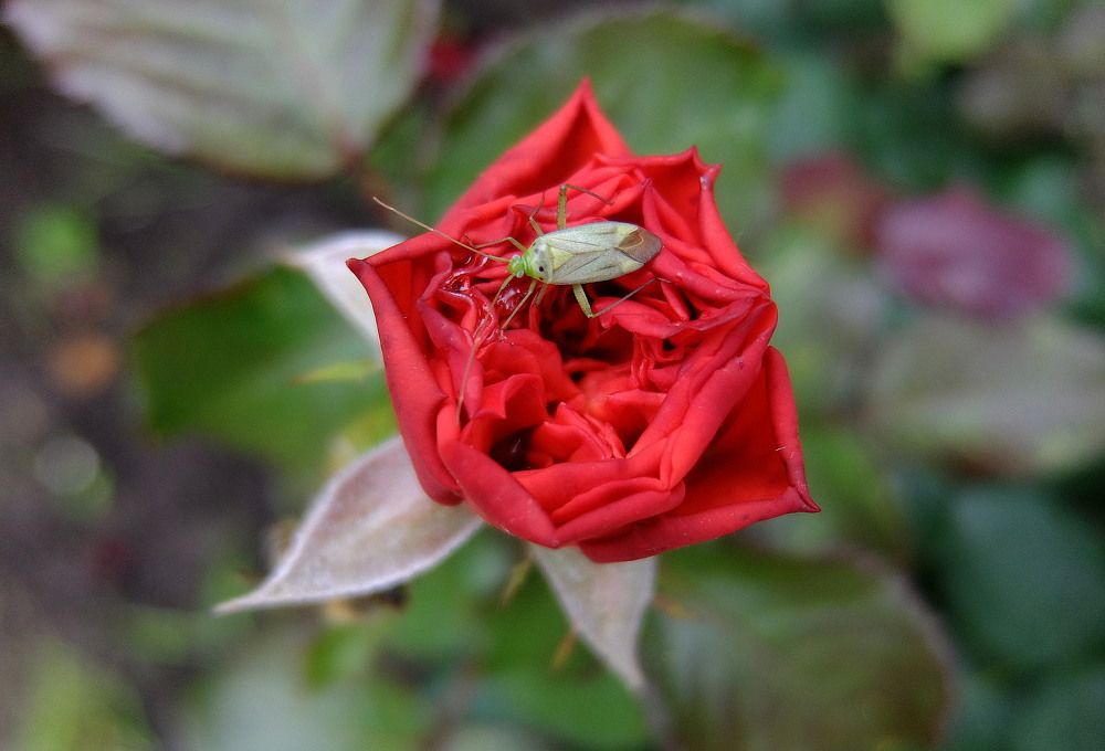 Photograph by Любовь