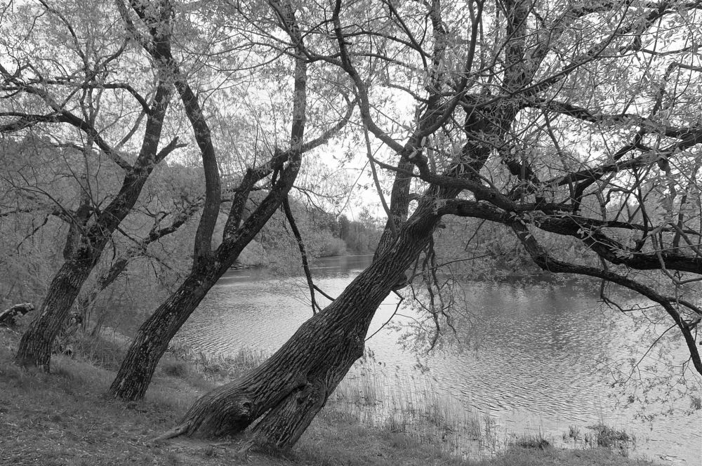 Photograph by Любовь