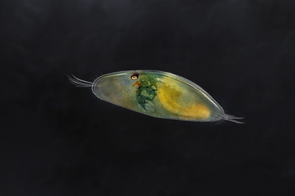 Ostracod