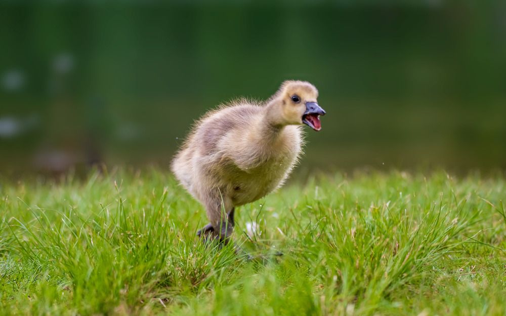 Photograph by Ismail Abdelkareem