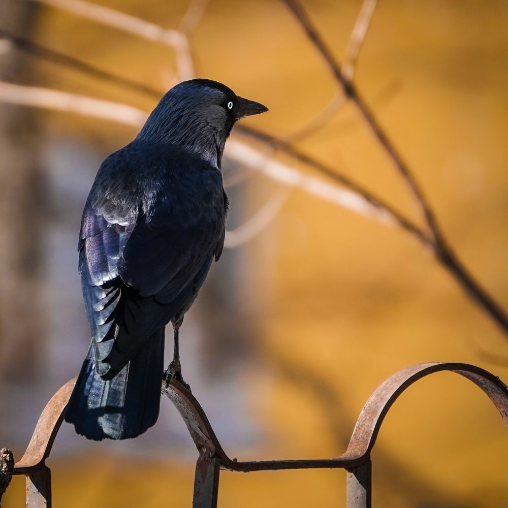 Photograph by Егор Черняков