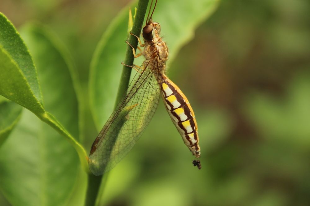 Photograph by deepapatre36@gmail.com