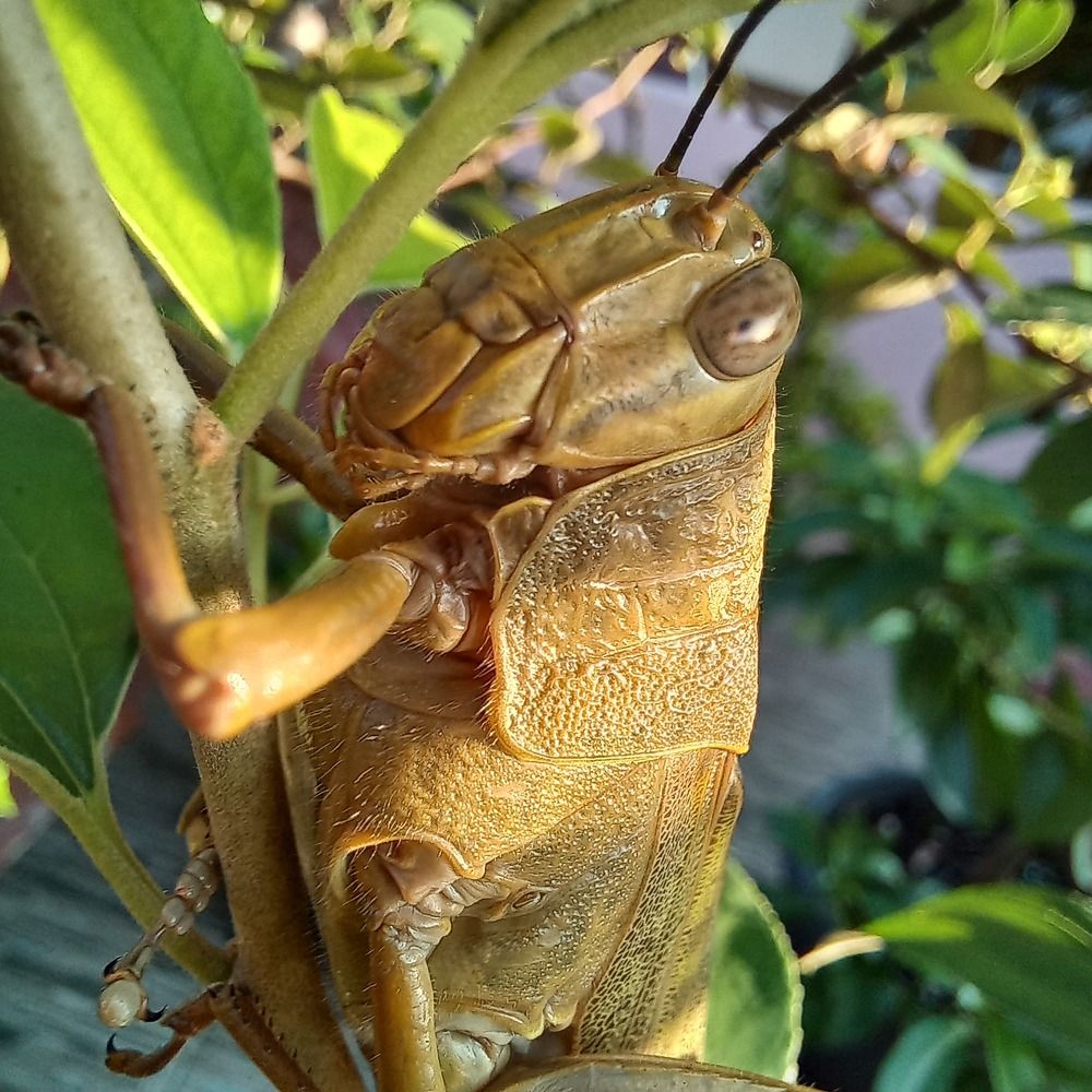 Grasshopper closeup