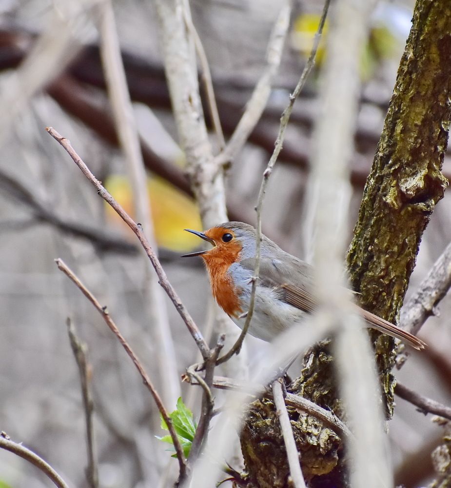 Фотография автора лилия беланова