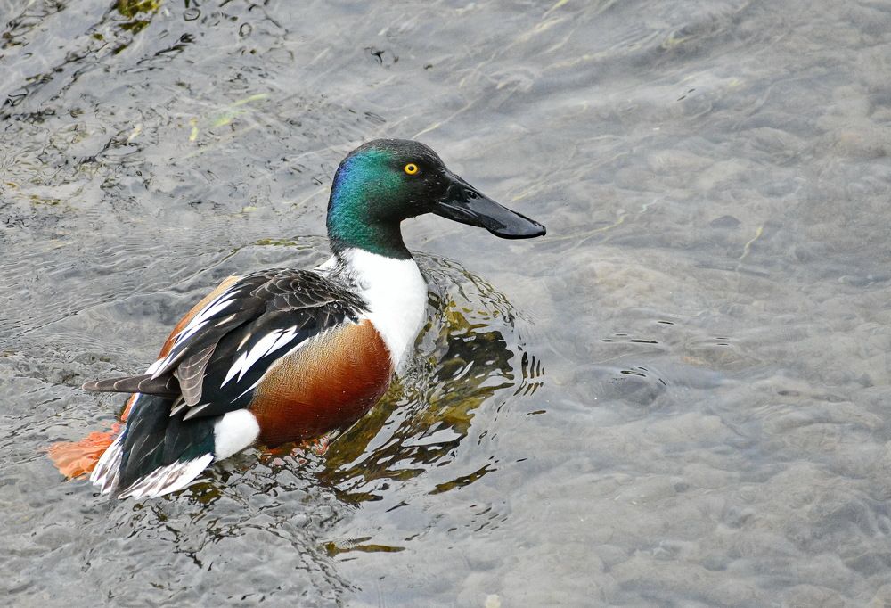 Фотография автора лилия беланова