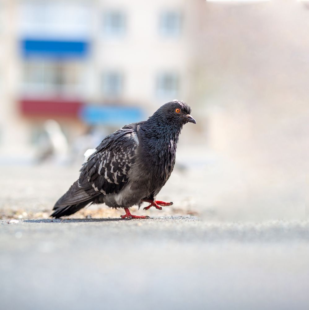 Photograph by Савицкий Анатолий