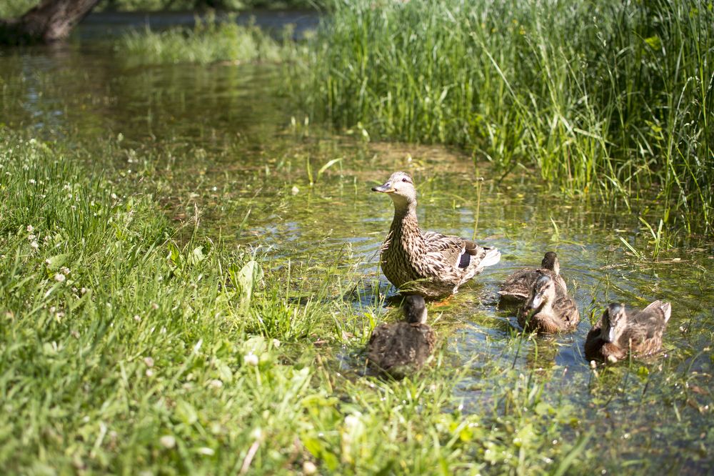 Photograph by Татьяна Воронцова